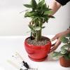 image:imagevicrays Ceramic Plant Pots Indoor  65 Inch Planter Pot with Drainage Hole and Saucer for Succulent Orchid Flower Herbs Cactus  Ideal for Gardening Home Desktop Office Decor  RedRed
