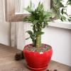 image:imagevicrays Ceramic Plant Pots Indoor  65 Inch Planter Pot with Drainage Hole and Saucer for Succulent Orchid Flower Herbs Cactus  Ideal for Gardening Home Desktop Office Decor  RedRed