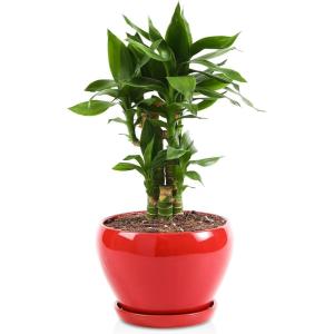 image:imagevicrays Ceramic Plant Pots Indoor  65 Inch Planter Pot with Drainage Hole and Saucer for Succulent Orchid Flower Herbs Cactus  Ideal for Gardening Home Desktop Office Decor  RedRed