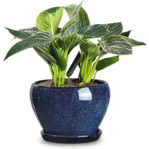 image:imagevicrays Ceramic Plant Pots Indoor  65 Inch Planter Pot with Drainage Hole and Saucer for Succulent Orchid Flower Herbs Cactus  Ideal for Gardening Home Desktop Office Decor  RedBlue